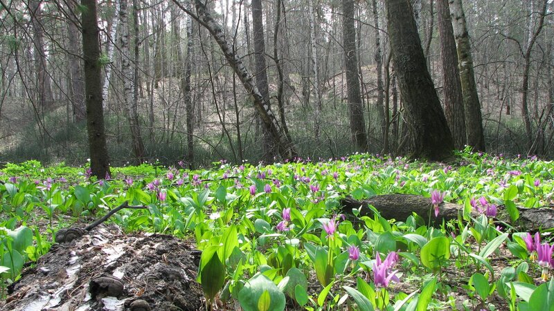 Purple Flowers in Forest — Green, Serene, Spring, Photograph, Trees, Forest Floor
