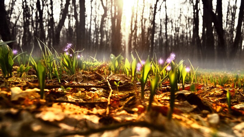 Purple Flowers in Forest — Green, Serene, Spring, Photograph, Trees, Leaves, Sunlight