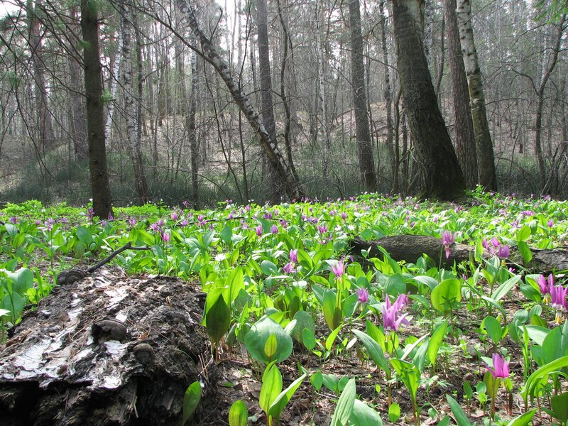Purple Flowers in Forest — Green, Serene, Spring, Photograph, Trees, Leaves