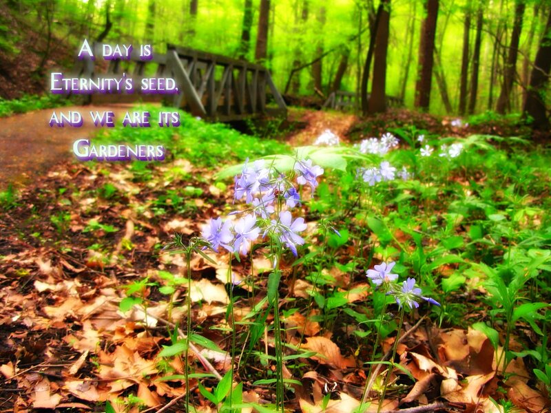Purple Flowers in Forest — Green, Serene, Spring
