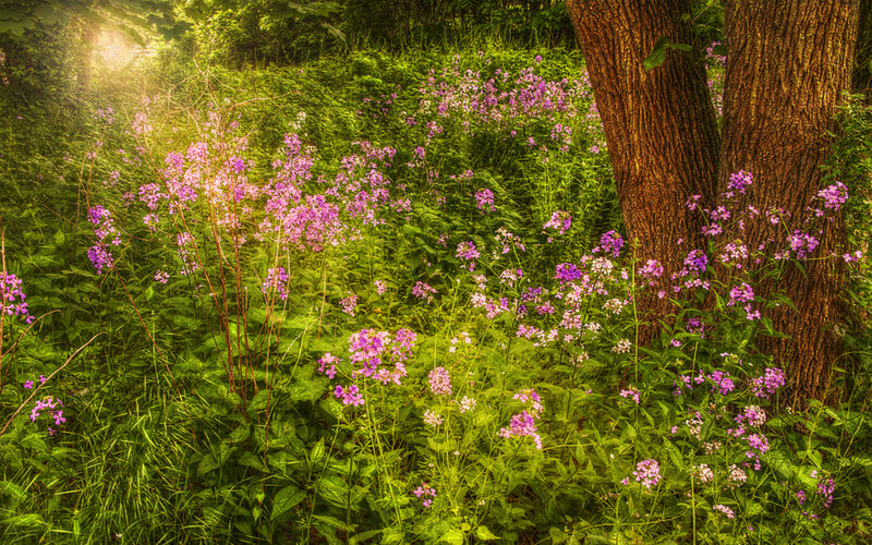 Purple Flowers in Forest — Green
