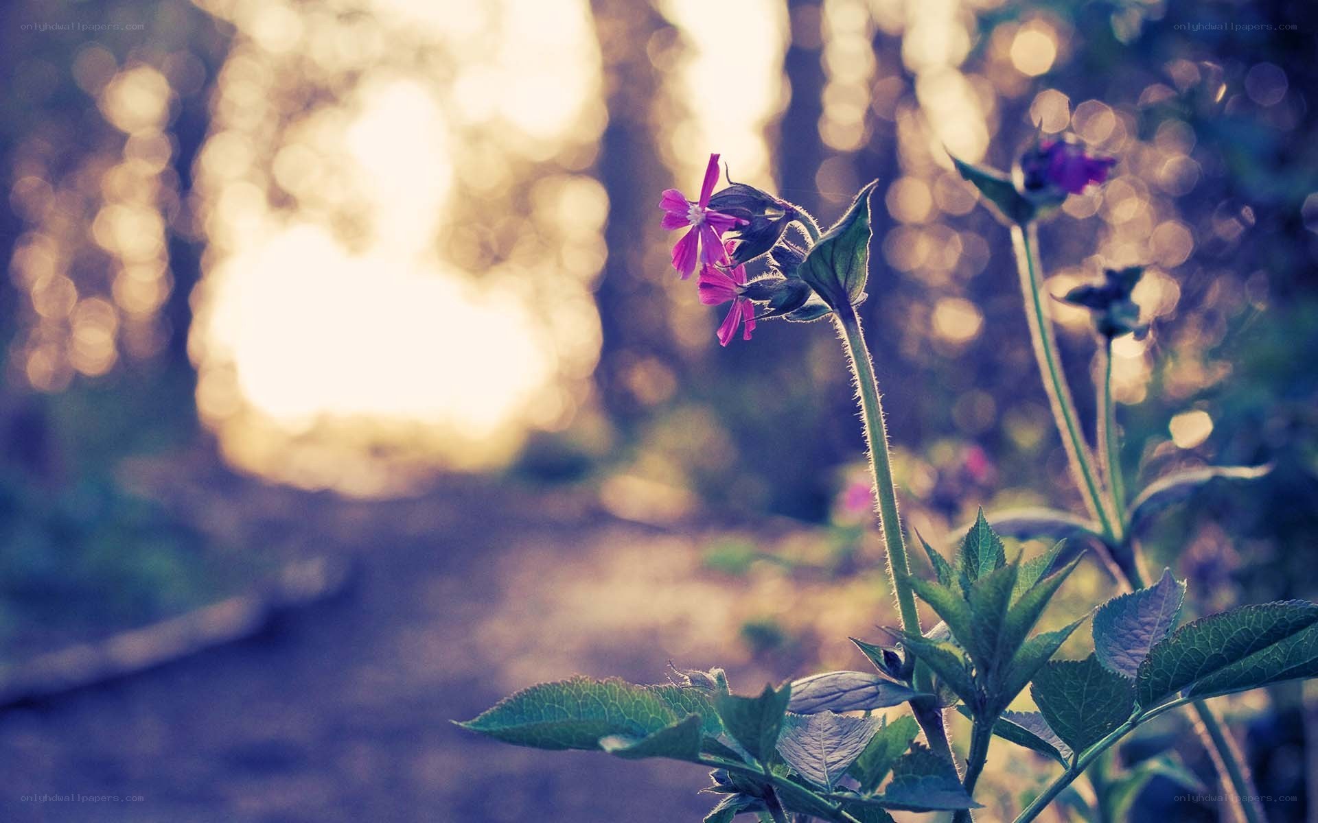 purple flowers in forest light