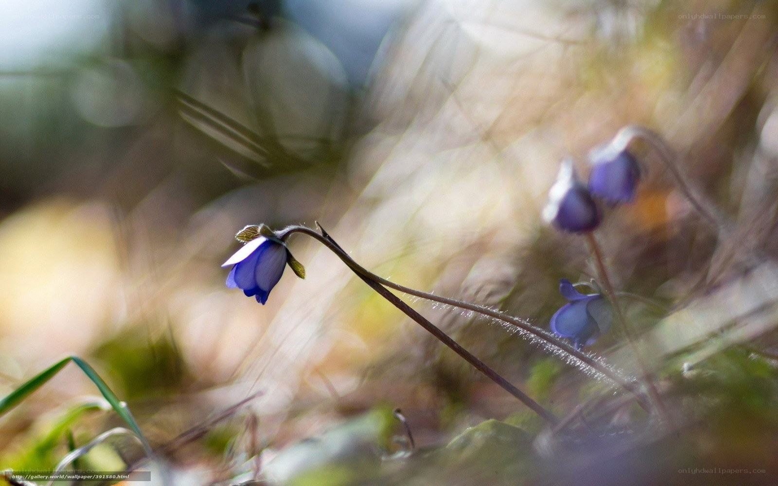 Purple flowers in forest light