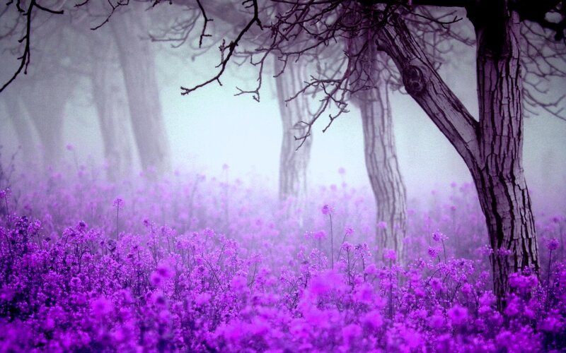 Purple Flowers in Forest — Misty, Morning, Photograph