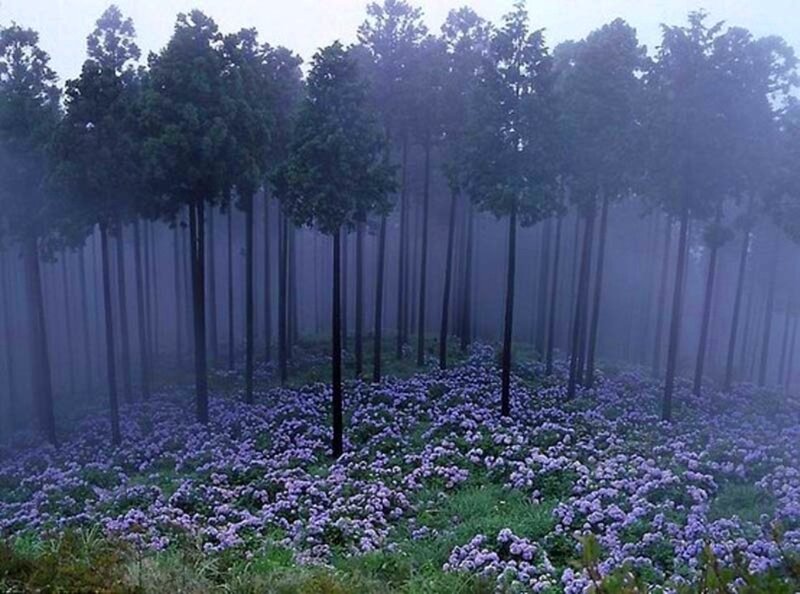 Purple Flowers in Forest — Misty, Morning