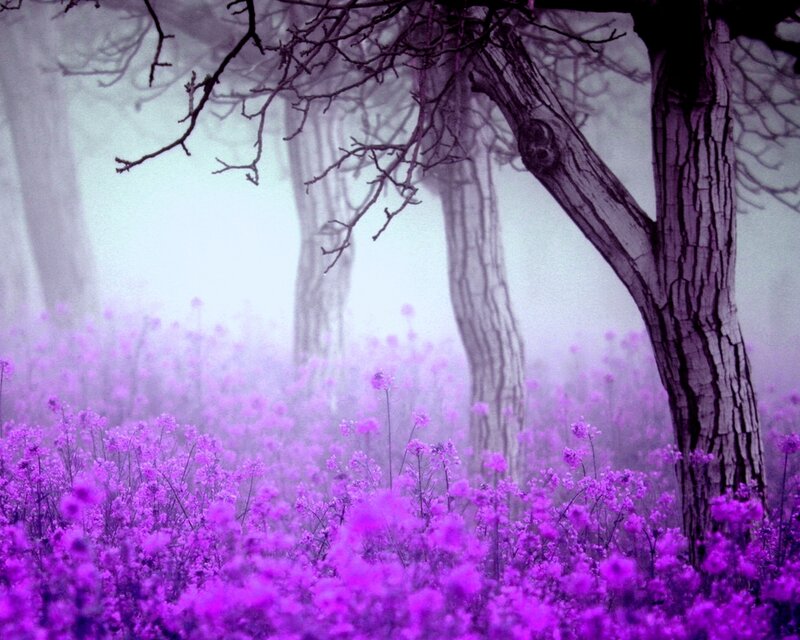 Purple Flowers in Forest — Misty, Photograph