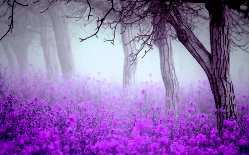 Purple Flowers in Forest — Misty, Photograph, Trees