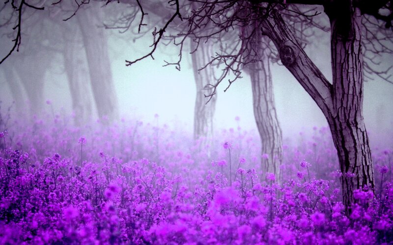 Purple Flowers in Forest — Misty