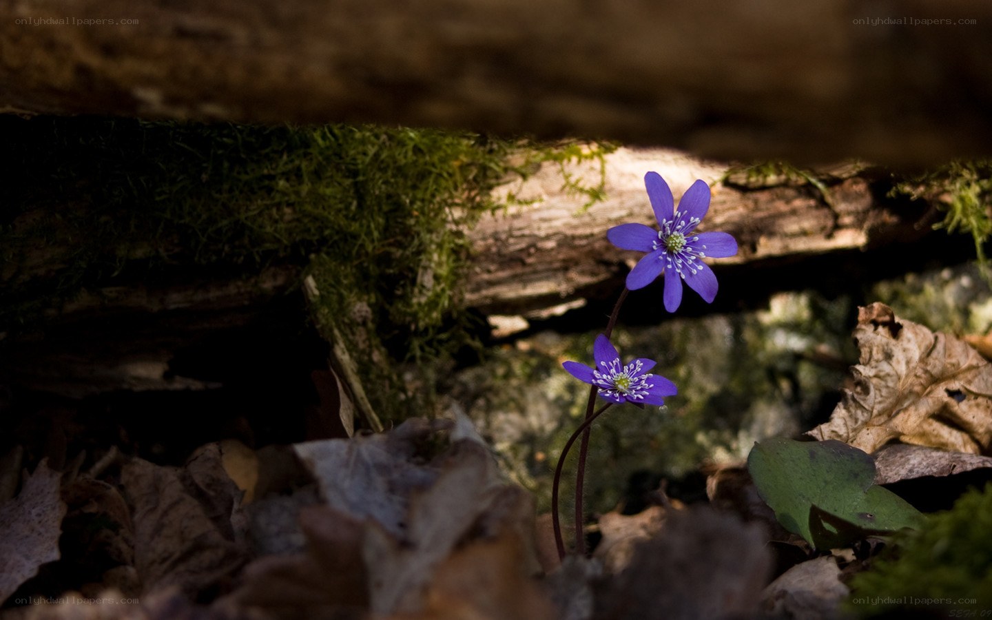 Purple flowers in forest moss