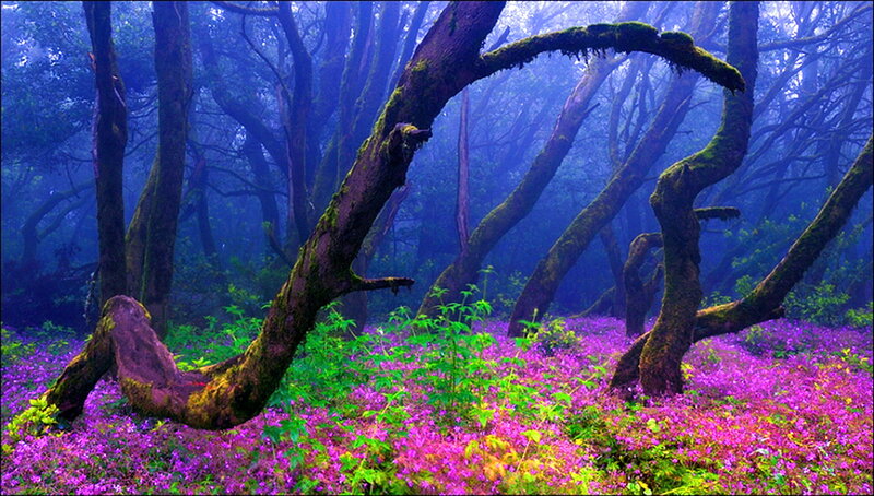 Purple Flowers in Forest — Mystical