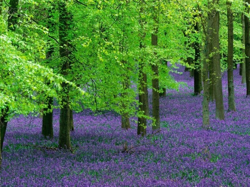 Purple Flowers in Forest — Serene, Forest Floor