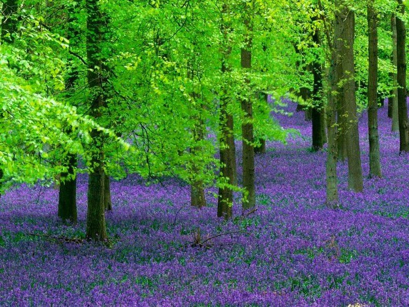 Purple Flowers in Forest — Serene, Green