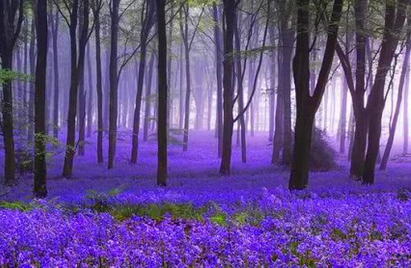 Purple Flowers in Forest — Serene, Morning, Photograph