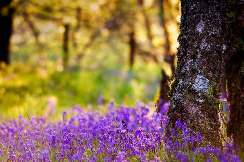 Purple Flowers in Forest — Serene, Morning, Photograph, Tree Trunk, Moss