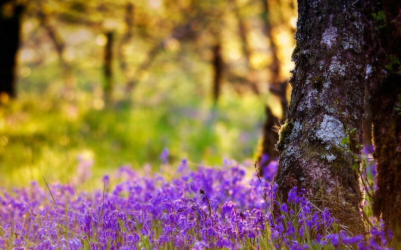 Purple Flowers in Forest — Serene, Morning, Photograph, Tree Trunk