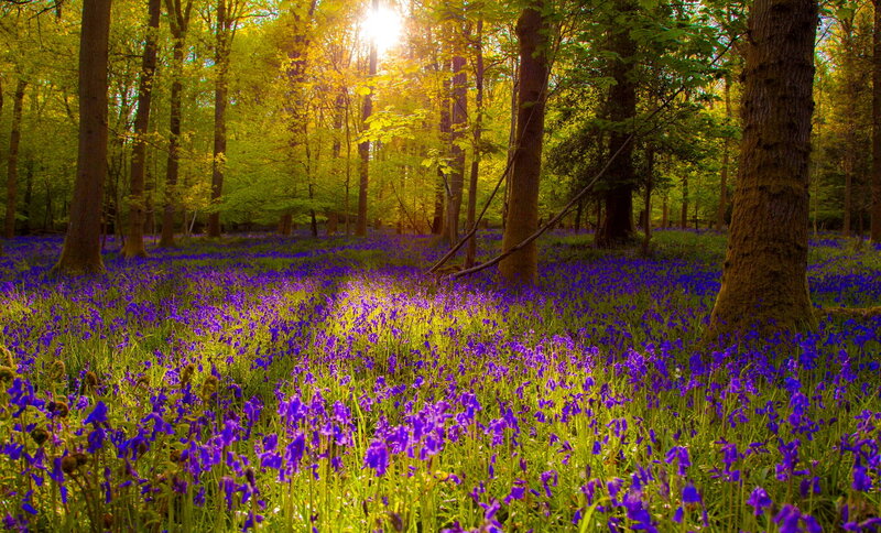 Purple Flowers in Forest — Serene, Morning, Photograph, Trees, Sunlight, Grass