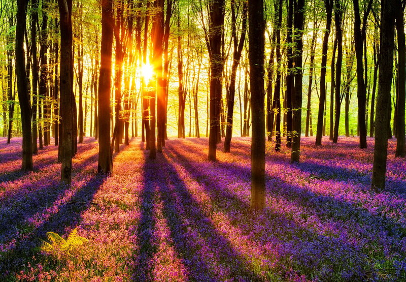 Purple Flowers in Forest — Serene, Morning, Photograph, Trees, Sunlight, Shadows