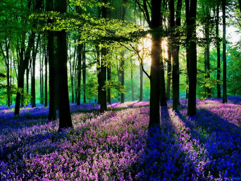 Purple Flowers in Forest — Serene, Morning, Photograph, Trees, Sunlight