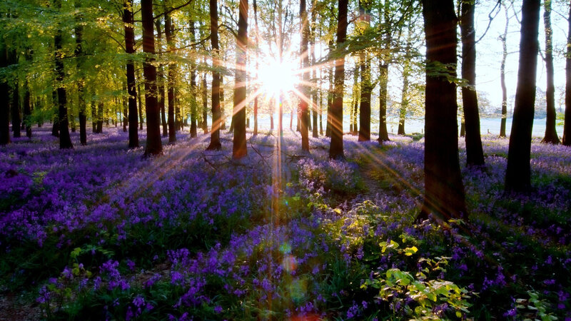 Purple Flowers in Forest — Serene, Morning, Photograph, Trees