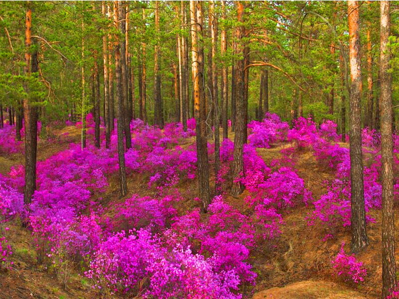 Purple Flowers in Forest — Serene, Spring, Photograph