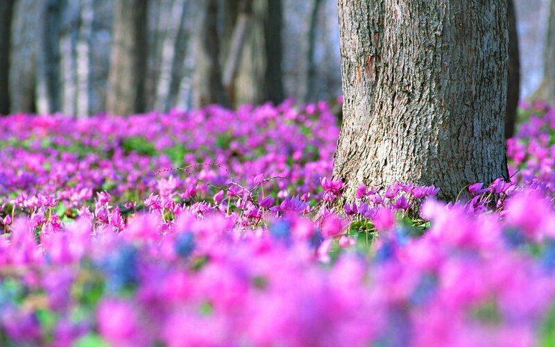 Purple Flowers in Forest — Serene, Spring, Photograph, Tree Trunk