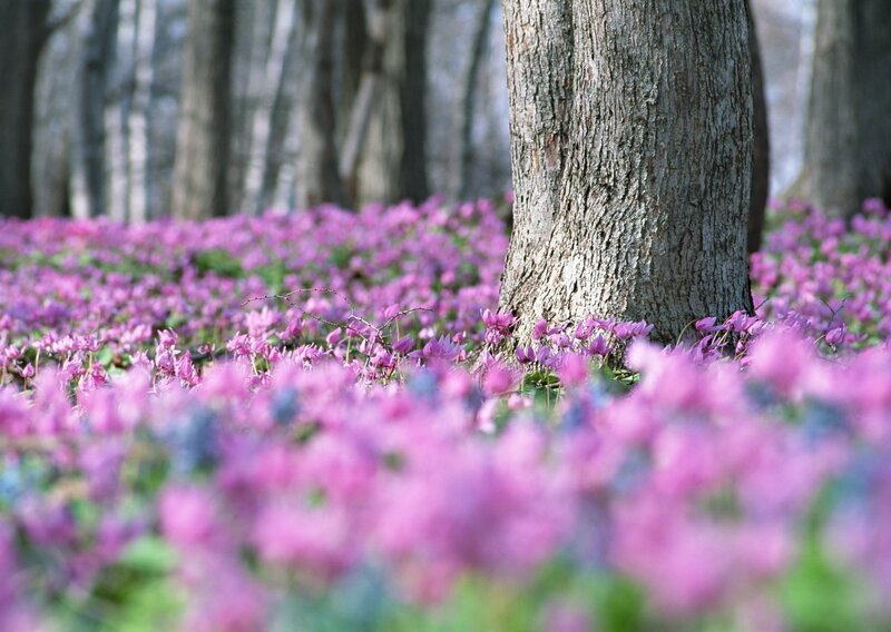 Purple Flowers in Forest — Serene, Spring, Photograph, Trees, Forest Floor, Tree Trunk
