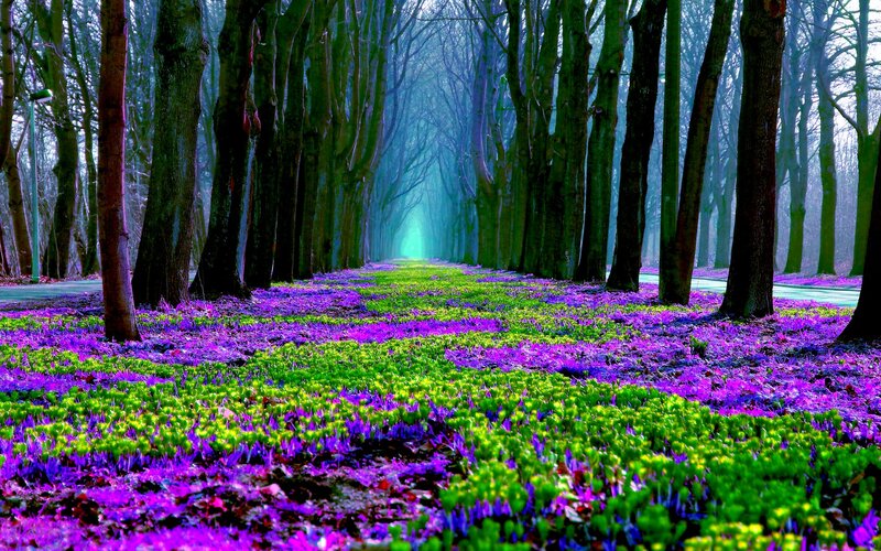 Purple Flowers in Forest — Serene, Spring, Photograph, Trees, Path
