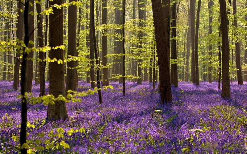 Purple Flowers in Forest — Serene, Spring, Photograph, Trees, Sunlight