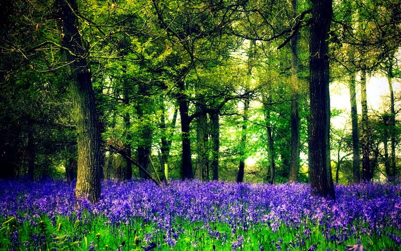 Purple Flowers in Forest — Serene, Spring, Photograph, Trees