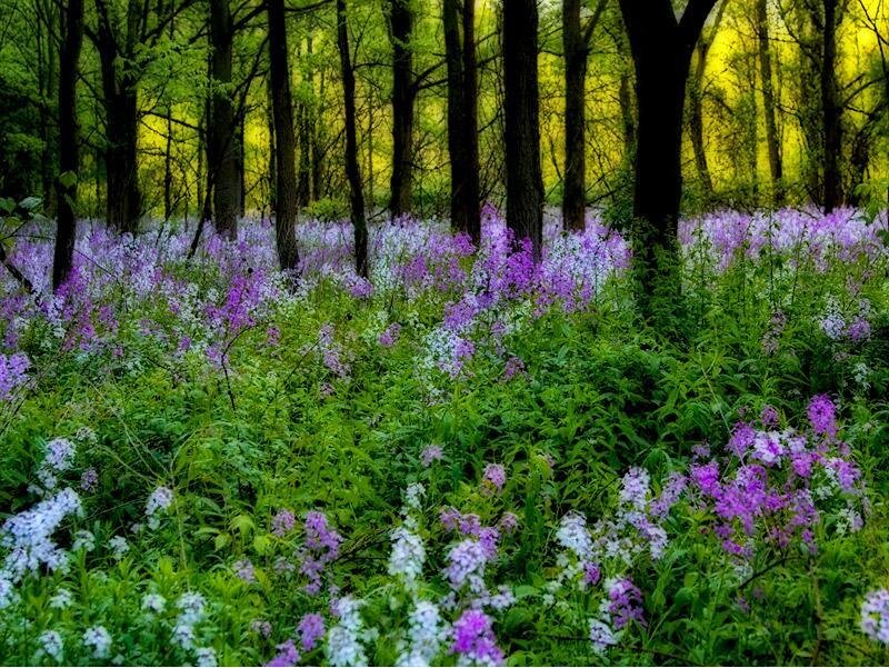 Purple Flowers in Forest — Serene, Spring