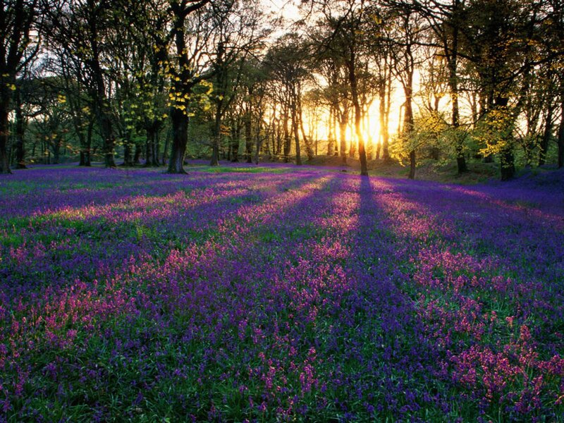 Purple Flowers in Forest — Serene, Sunset, Photograph