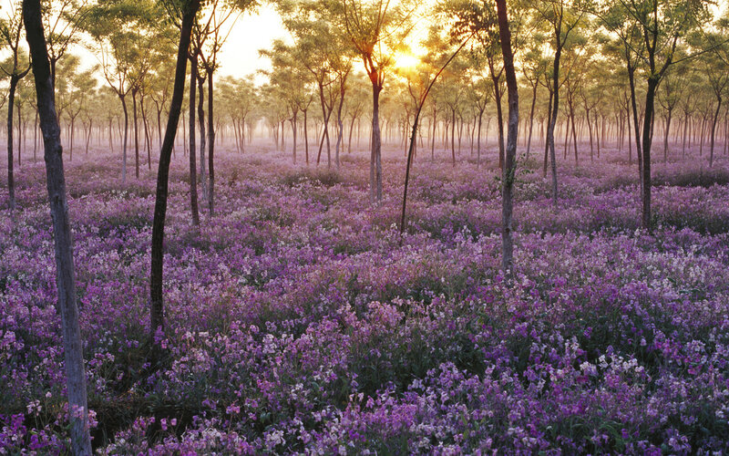 Purple Flowers in Forest — Serene, Sunset, Photograph, Trees, Sunlight, Mist