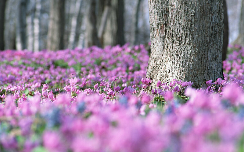 Purple Flowers in Forest — Serene