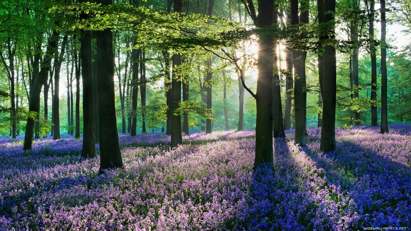 Purple Flowers in Forest — Sunlight