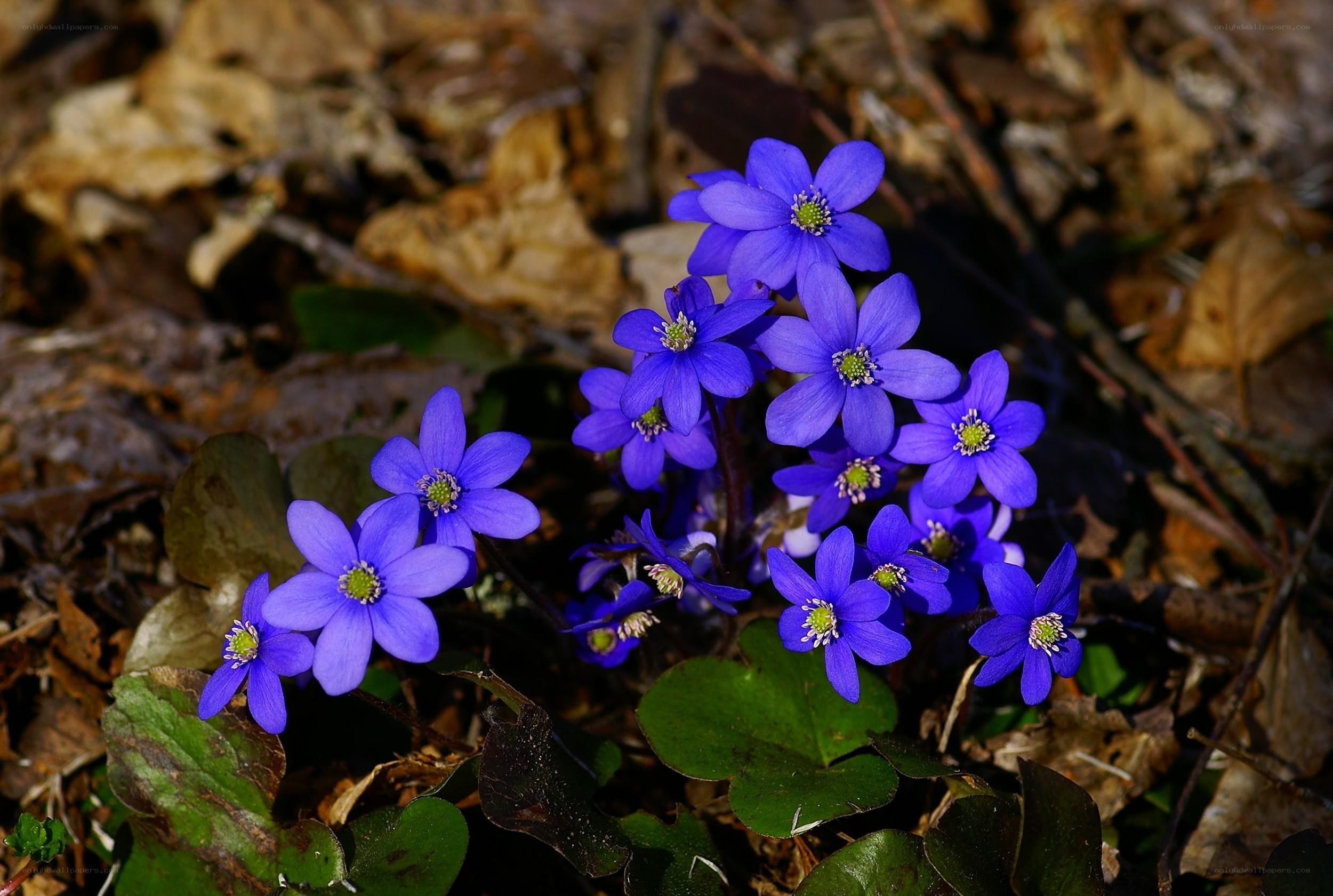 purple flowers in forest