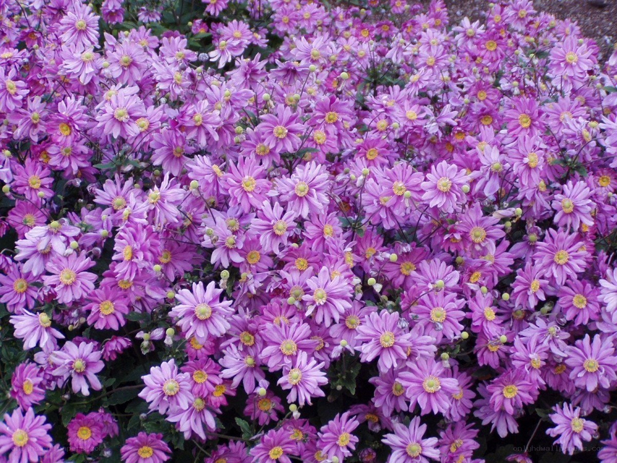 purple flowers in full bloom