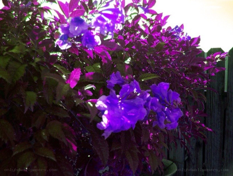 purple flowers in garden