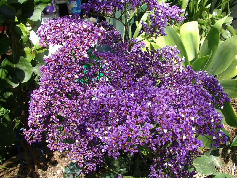 purple flowers in garden