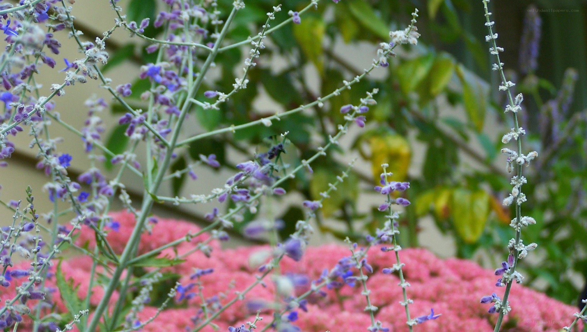 purple flowers in garden