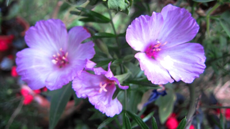 Purple Flowers in Garden — Calm, Afternoon, Photograph, Green Leaves, Red Flowers