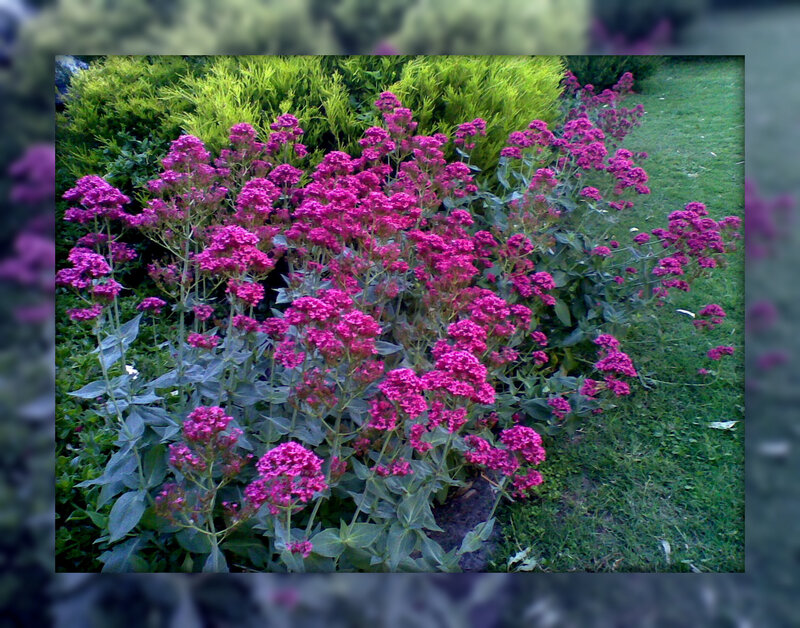 Purple Flowers in Garden — Calm, Afternoon