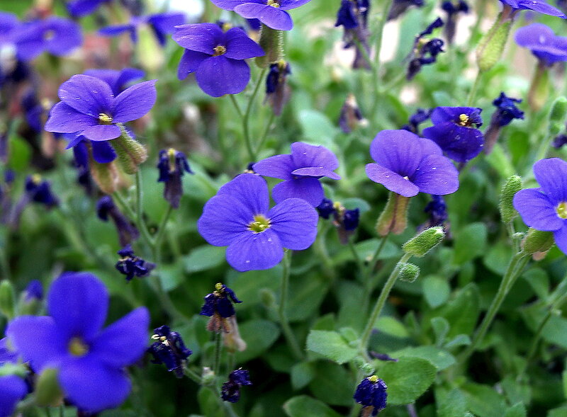 Purple Flowers in Garden — Calm, Spring