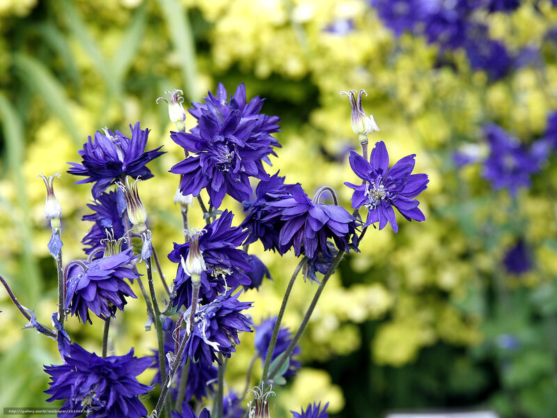 Purple Flowers in Garden — Calm, Summer
