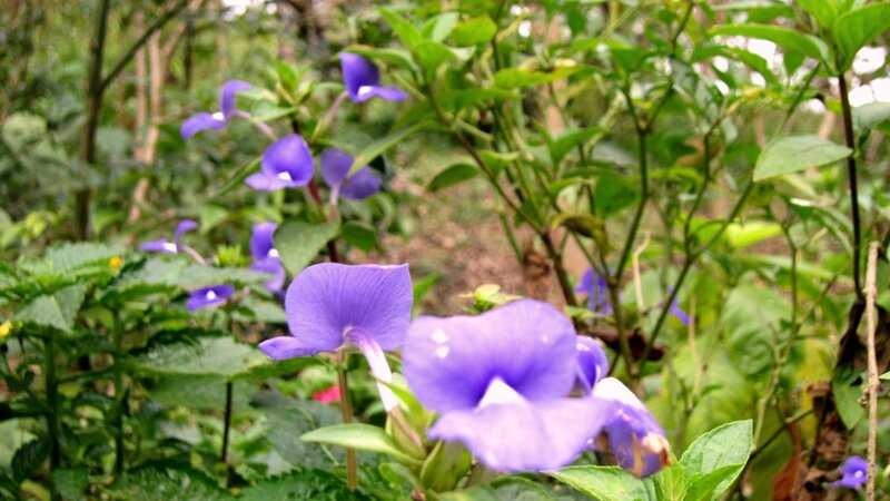 Purple Flowers in Garden — Calm