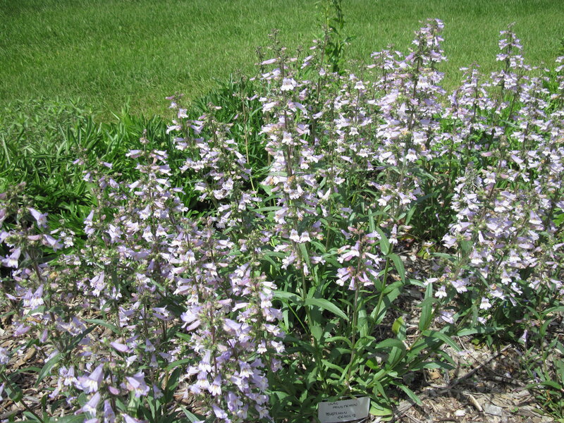 Purple Flowers in Garden — Green, Calm