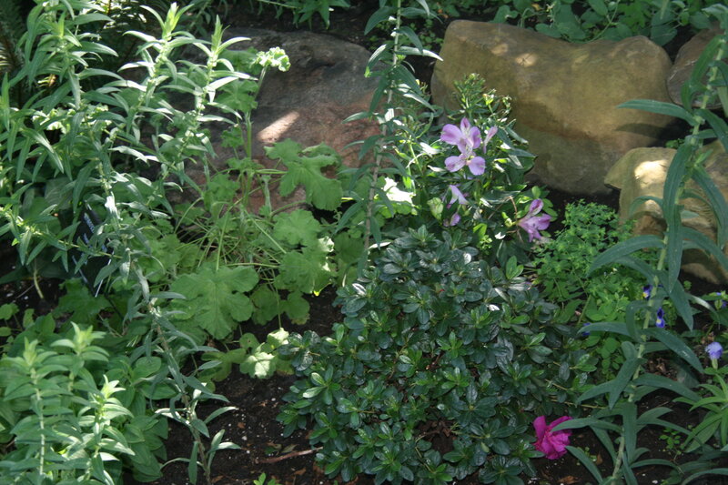 Purple Flowers in Garden — Green, Serene