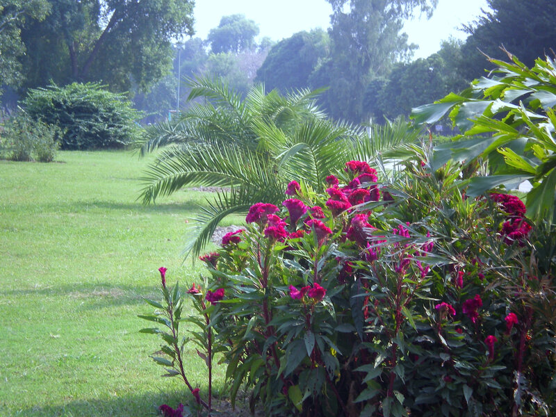 Purple Flowers in Garden — Green