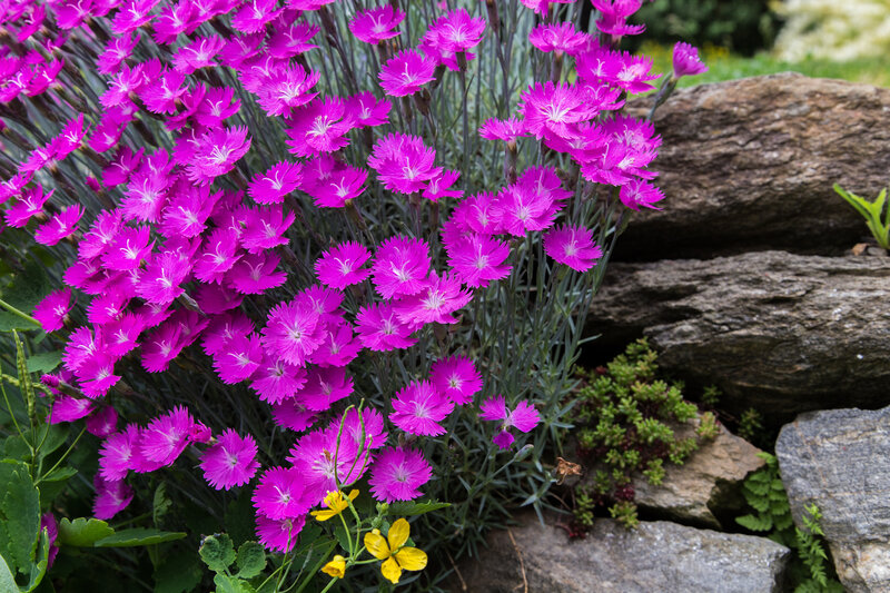 Purple Flowers in Garden — Natural, Summer