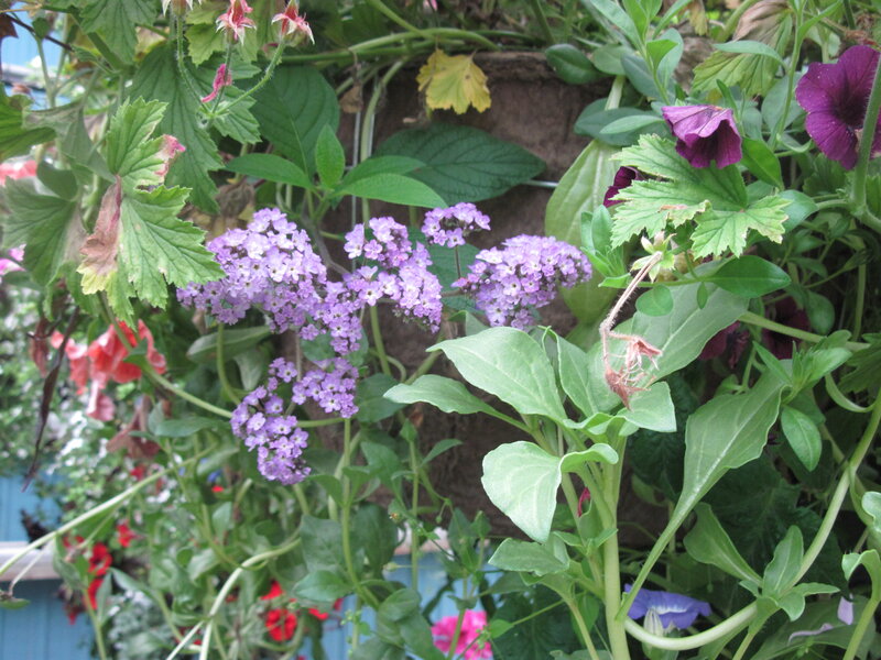 Purple Flowers in Garden — Natural