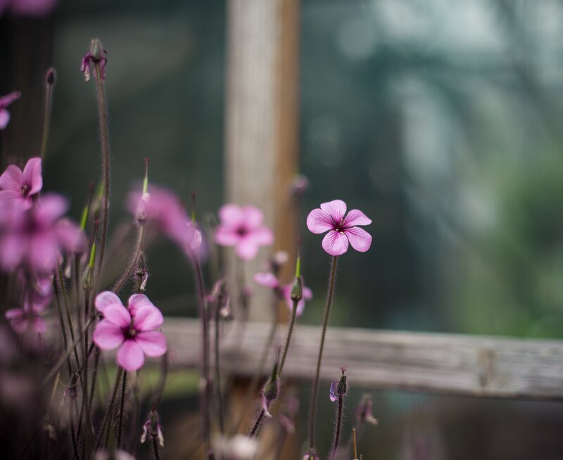 Purple Flowers in Garden — Pink, Serene
